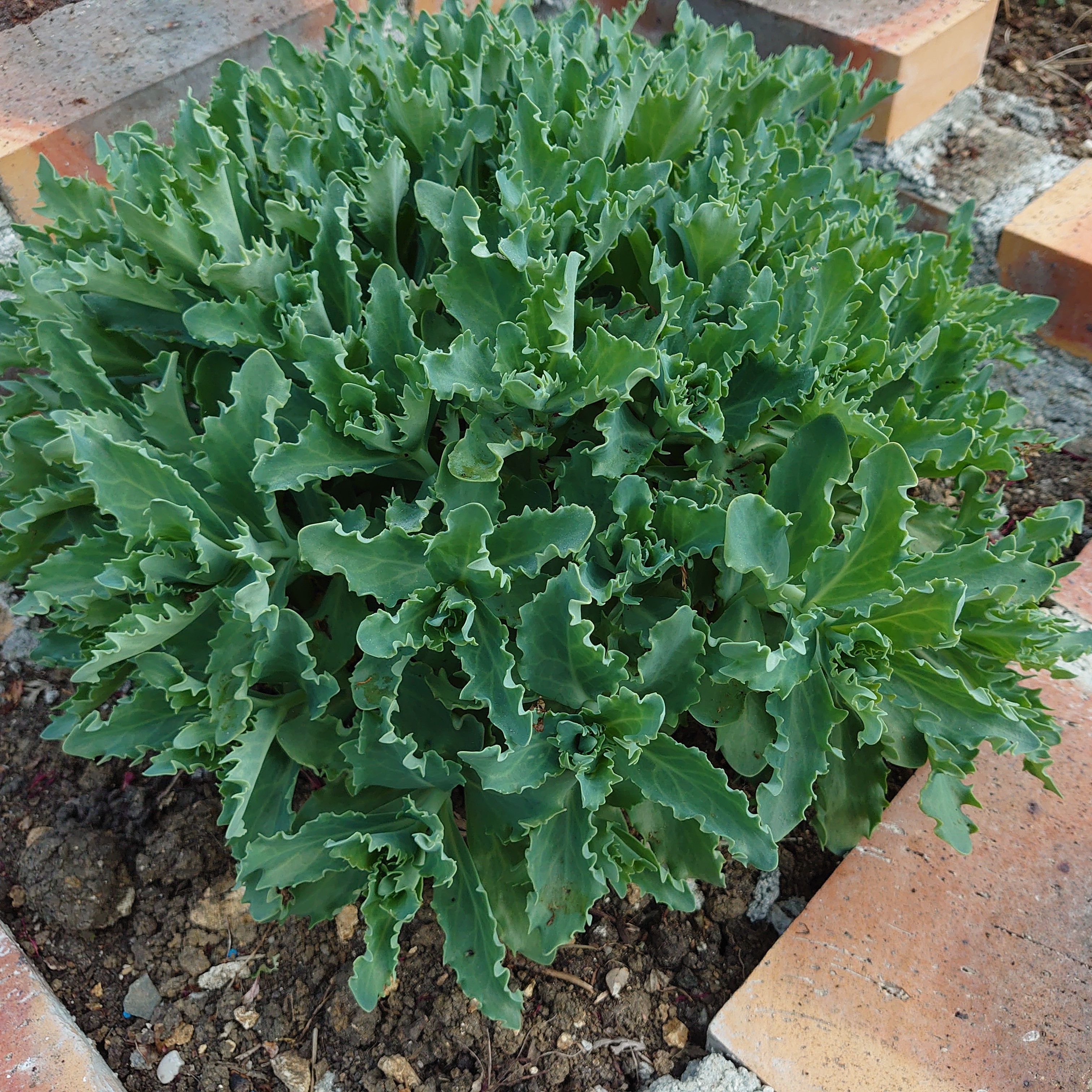 Passion Vivaces Sedum Jaws vivace rose pot 1L dentelé