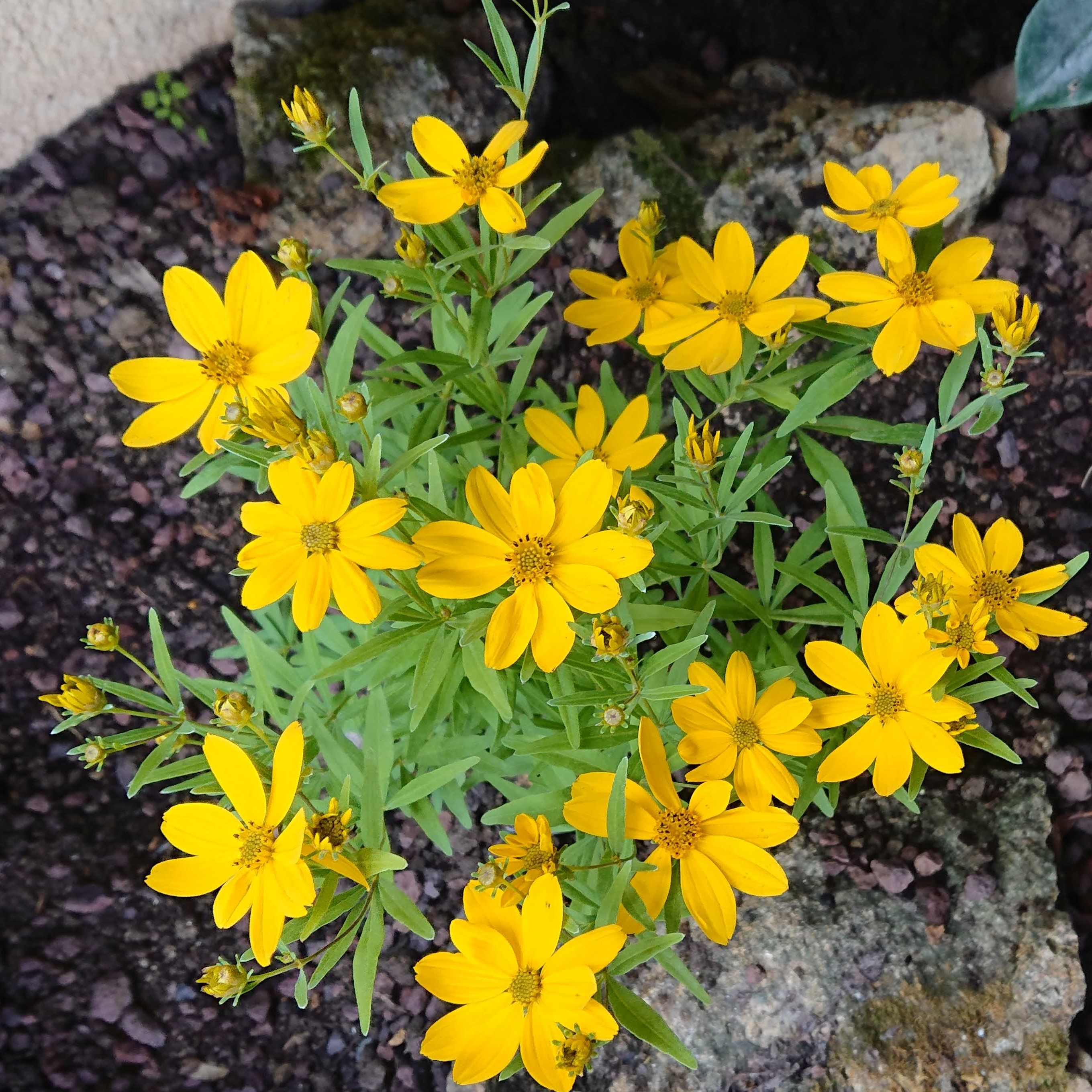 Passion Vivaces Coreopsis Johannes coréopsis jaune or pot 1L