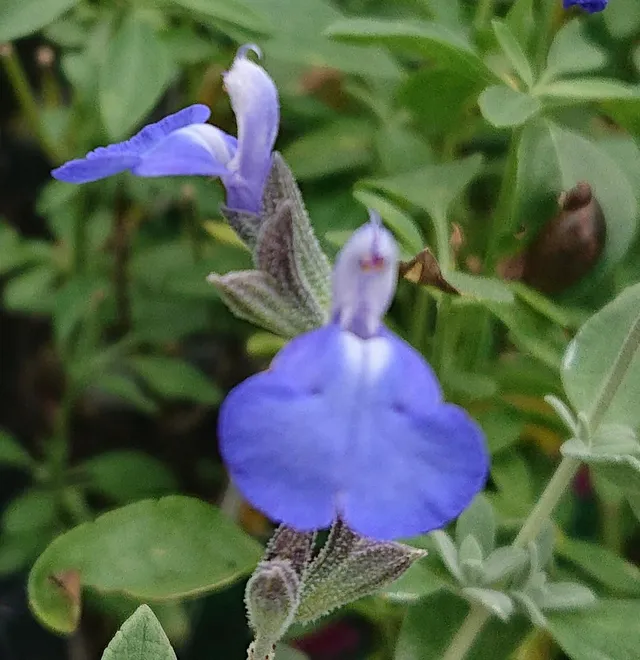 Passion Vivaces Salvia chamaedryoides Silver Leaves sauge pot 1 litre