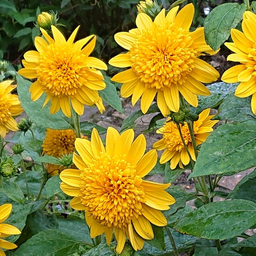 Passion Vivaces helianthus Happy Days plante vivace godet jaune d'or