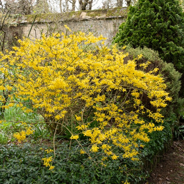Bakker Marée d'Or forsythia jaune pot 3L 30-40cm