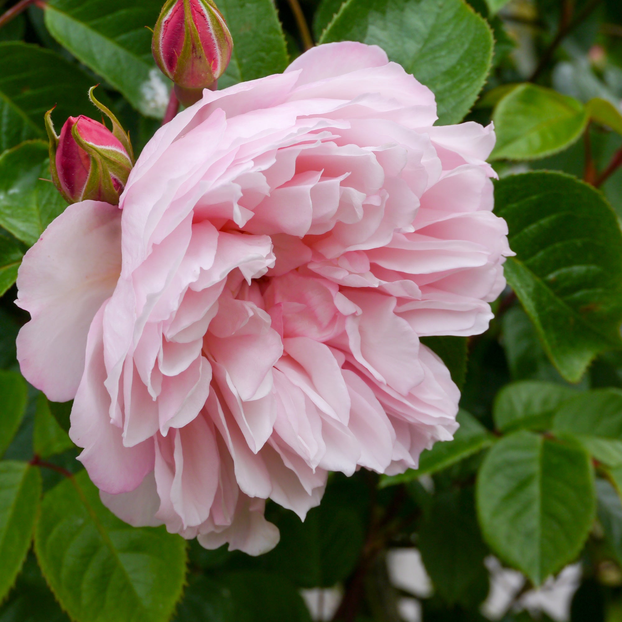 Bakker The Generous Gardener rosier grimpant pot 4L rose