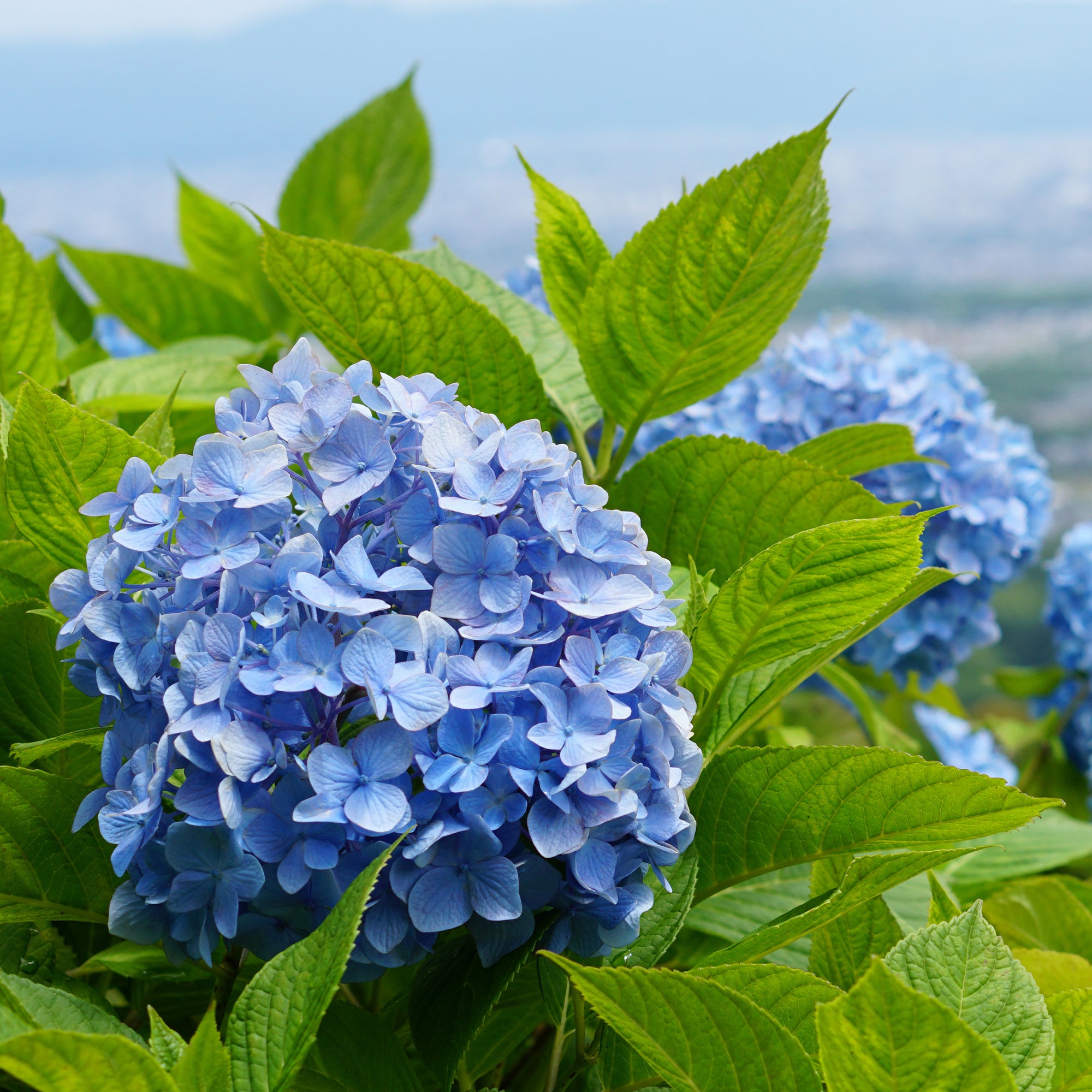 Bakker Hortensia bleu arbuste pot 1.3L 15-20cm