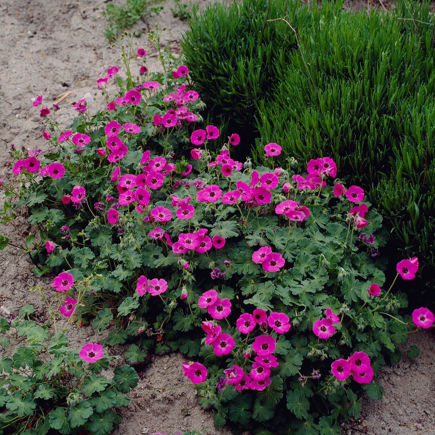 Bakker Géranium Ann Folkard vivace magenta pot 9cm