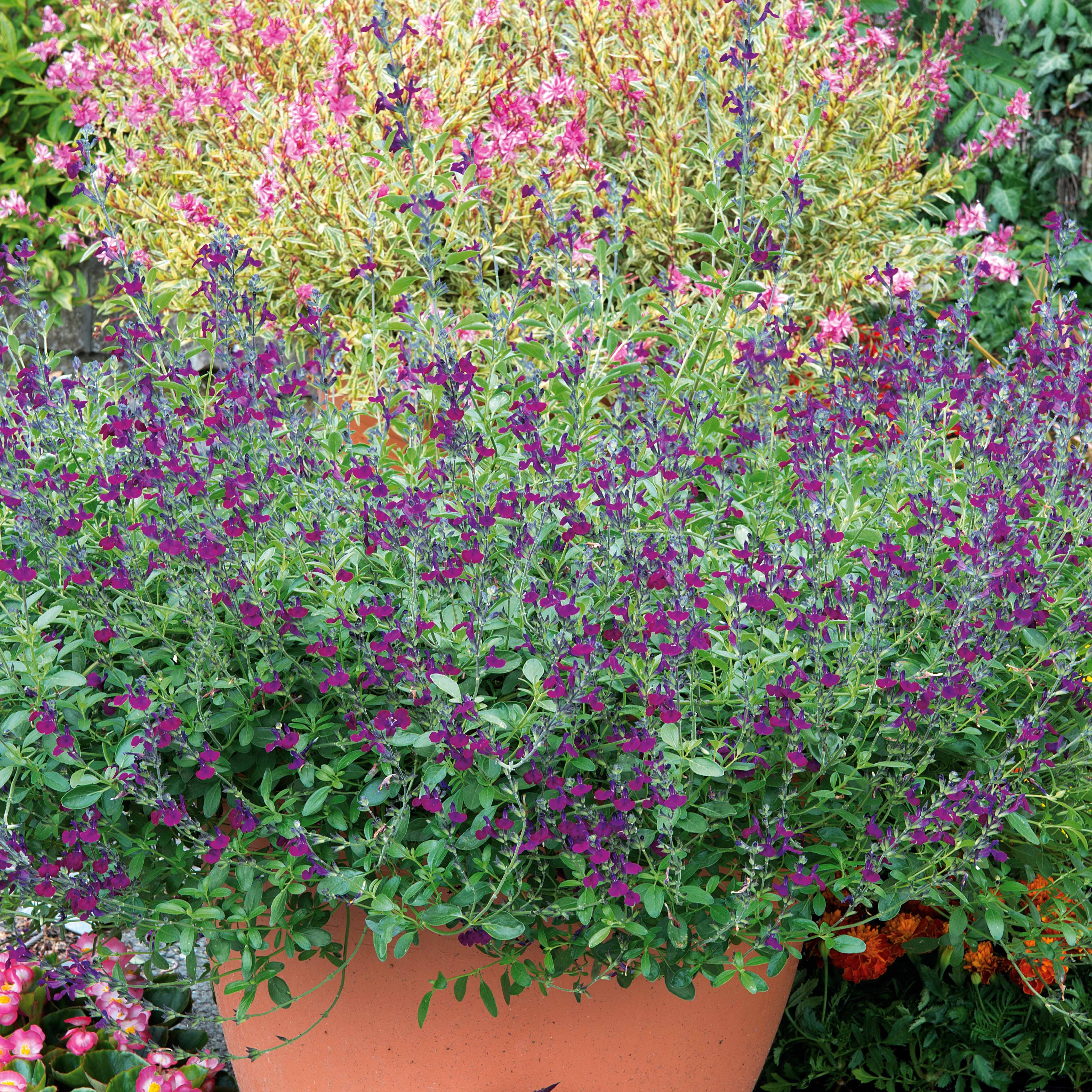 Bakker Sauge Violette de Loire pot 8cm violet