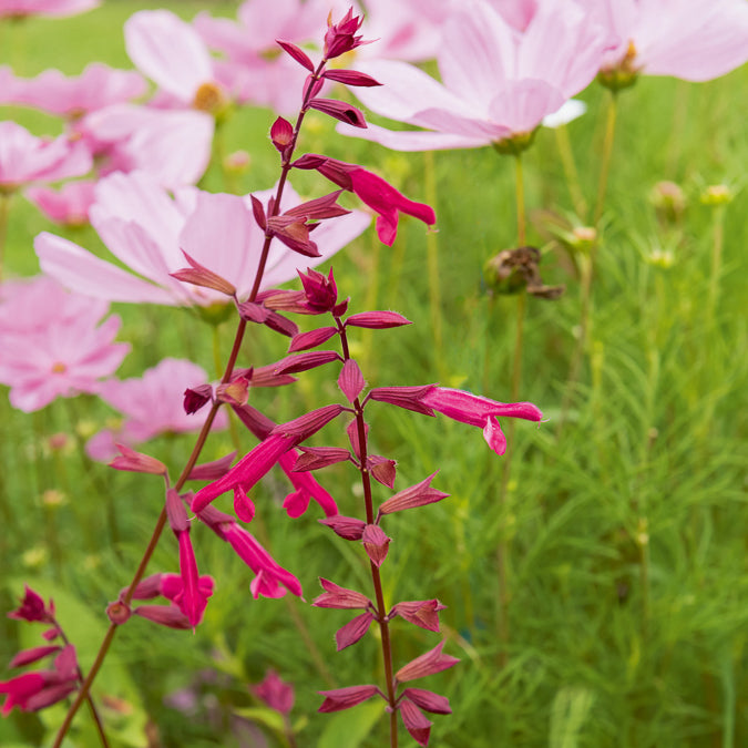 Bakker Wendys Wish sauge vivace fuchsia pot Ø9cm