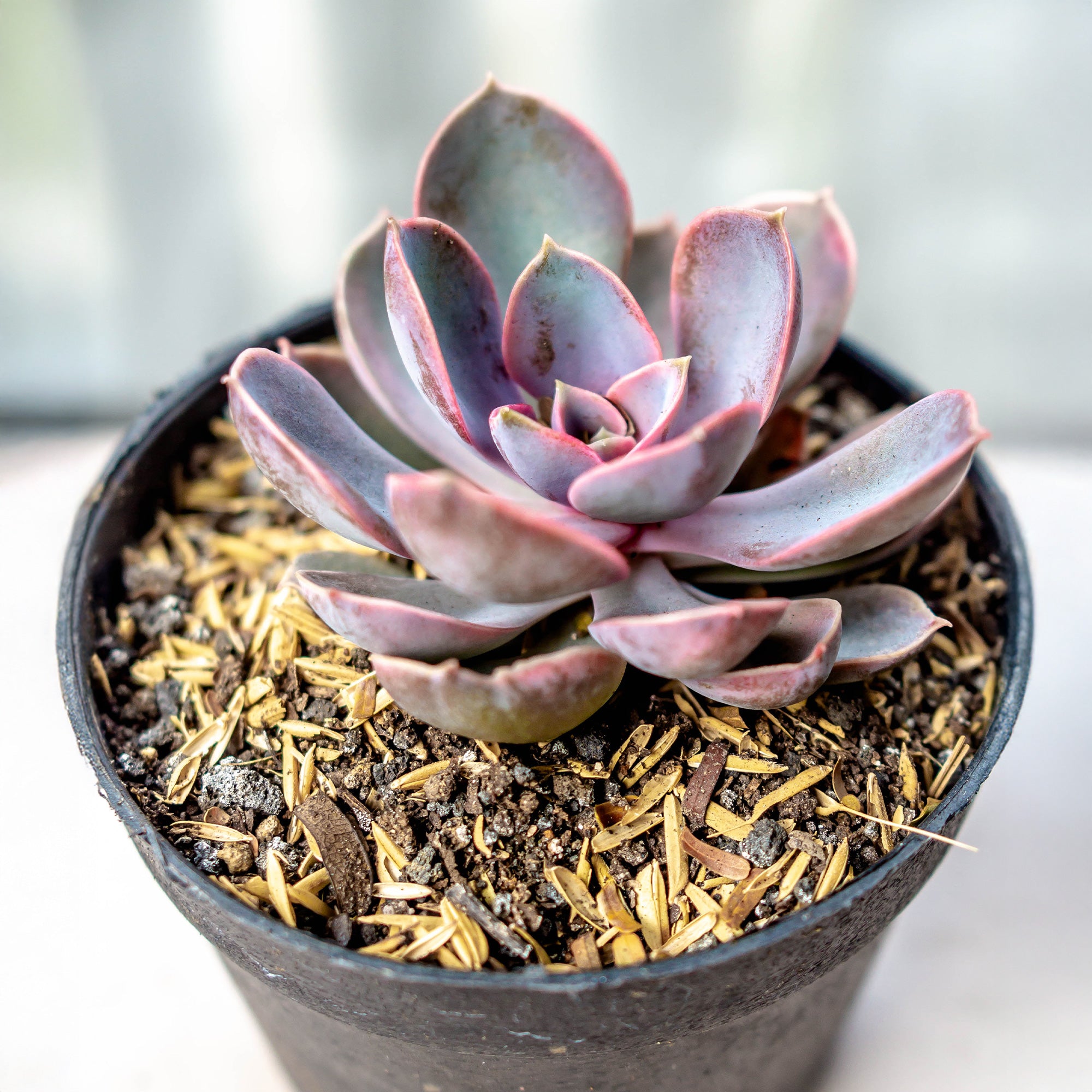 Bakker Echeveria Pearl von Nuernberg grasse pot 12cm rose