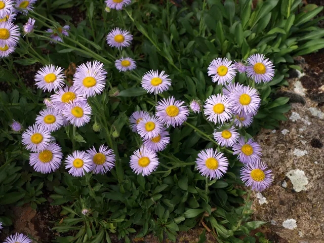 Aster alpigenus andersonii aster mauve godet tapis