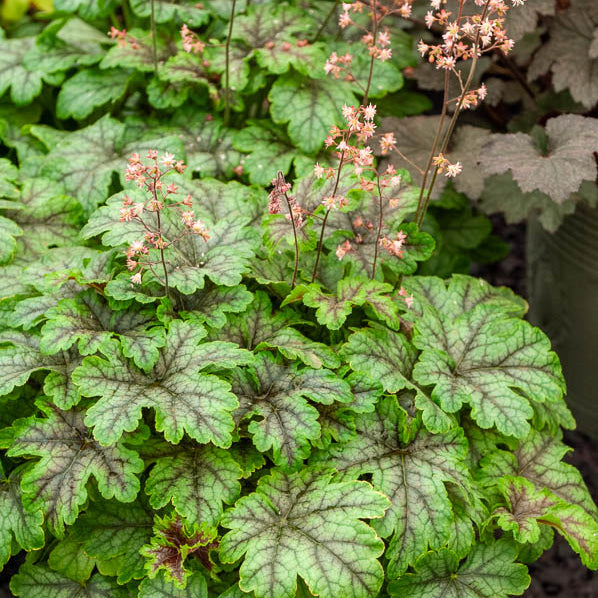 Bakker Heucherella Tapestry vivace pot 9cm persistant