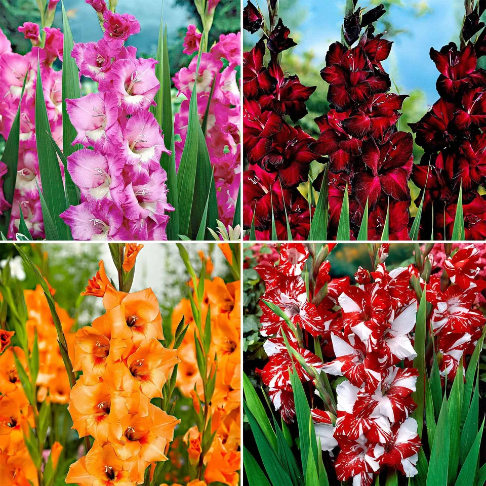 Bakker Vivre glaïeuls grandes fleurs sachet 40 bulbes mélange