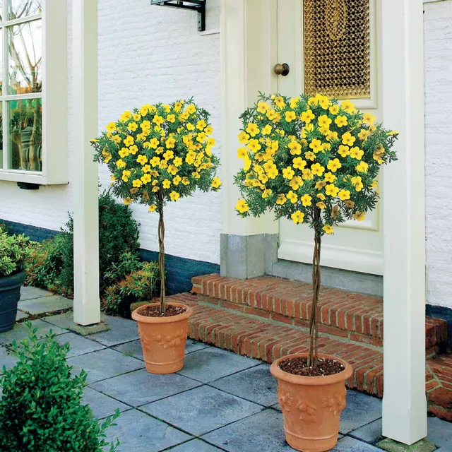 Bakker Potentille Goldfinger arbuste racine nue fleurs jaunes
