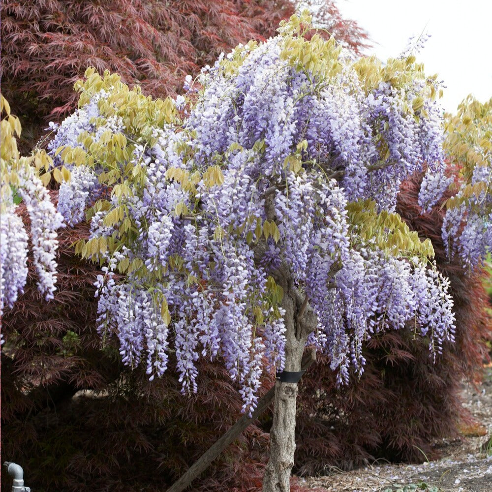 Bakker Glycine bleue sur tige pot 2L fleurs violettes