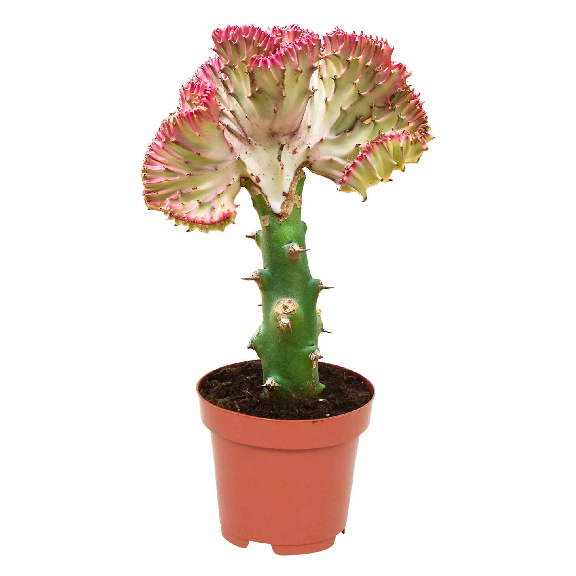 Bakker Euphorbe Cristata plante grasse pot 10,5cm 20-30cm