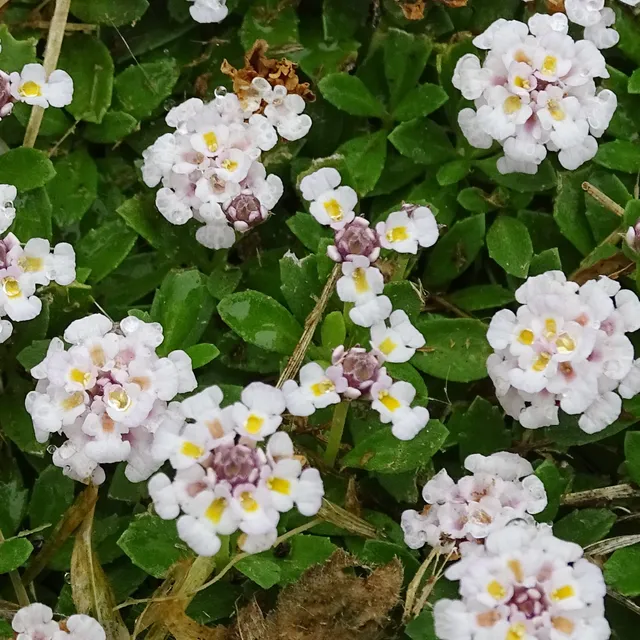 Bakker Plantes vivaces Phyla nodiflora couvre-sol pot 9cm blanc