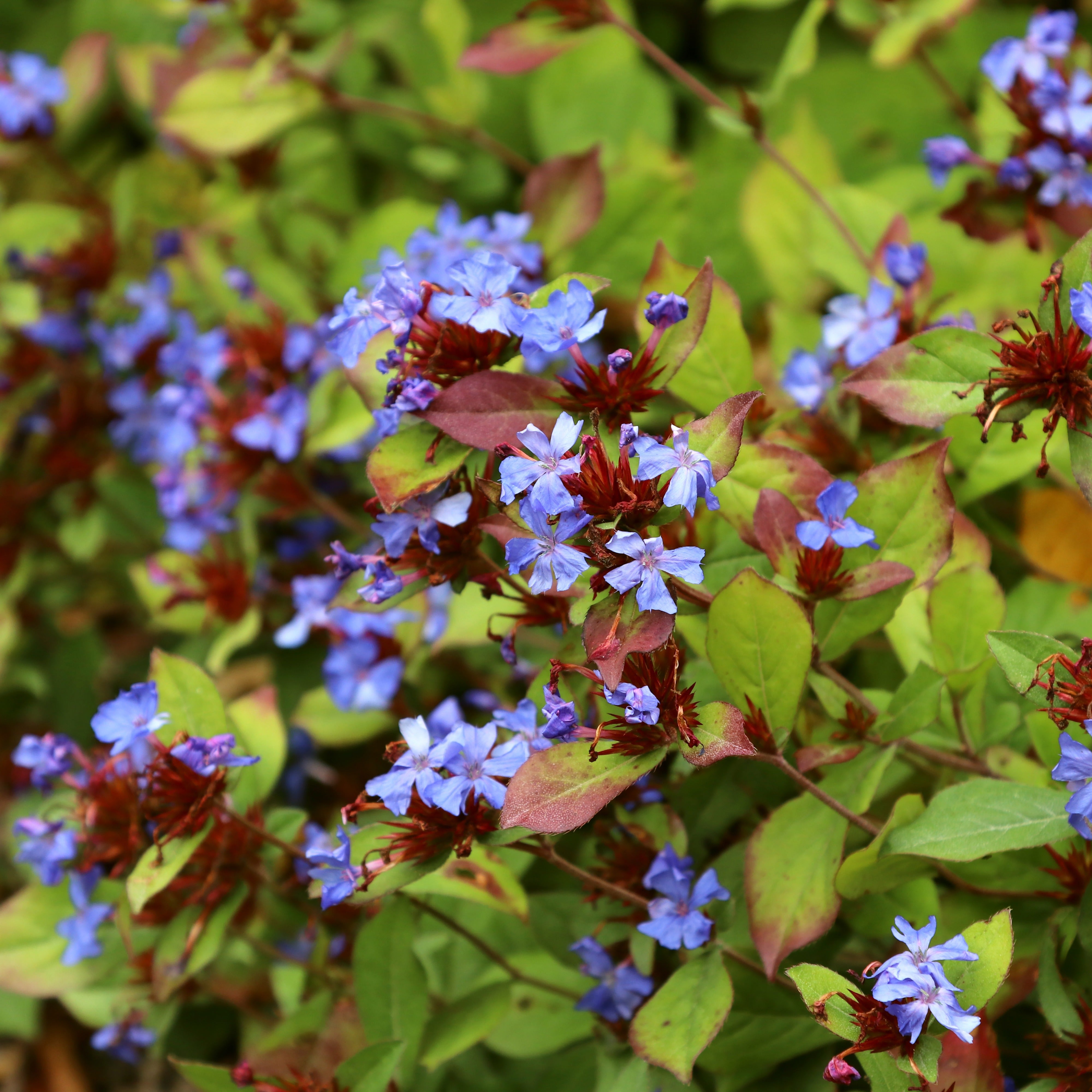Bakker Vivaces Dentelaire bleue couvre-sol 2 pots Ø9cm bleue