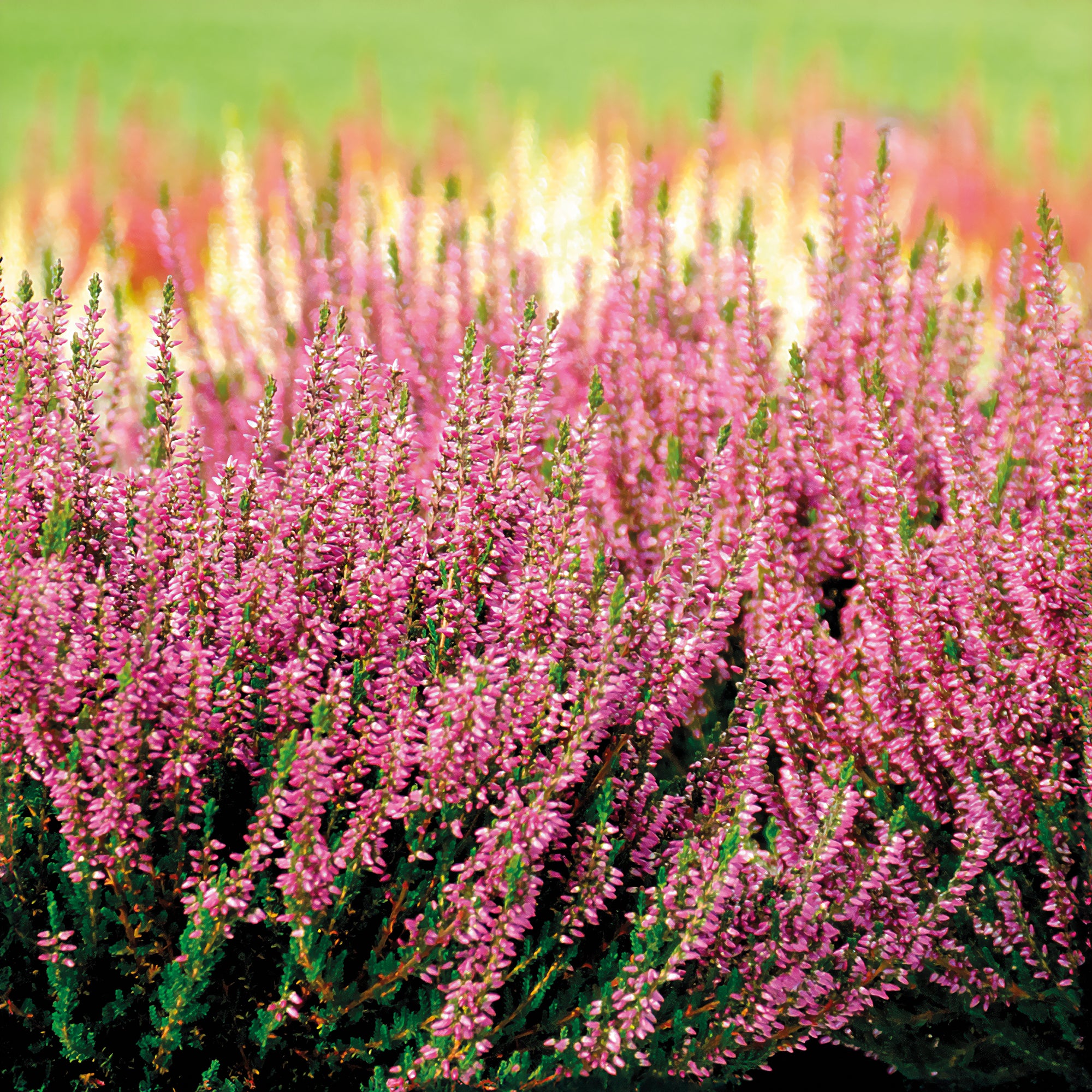 Bakker Bruyère d'été Marlies Calluna rouge pot 8cm 10cm