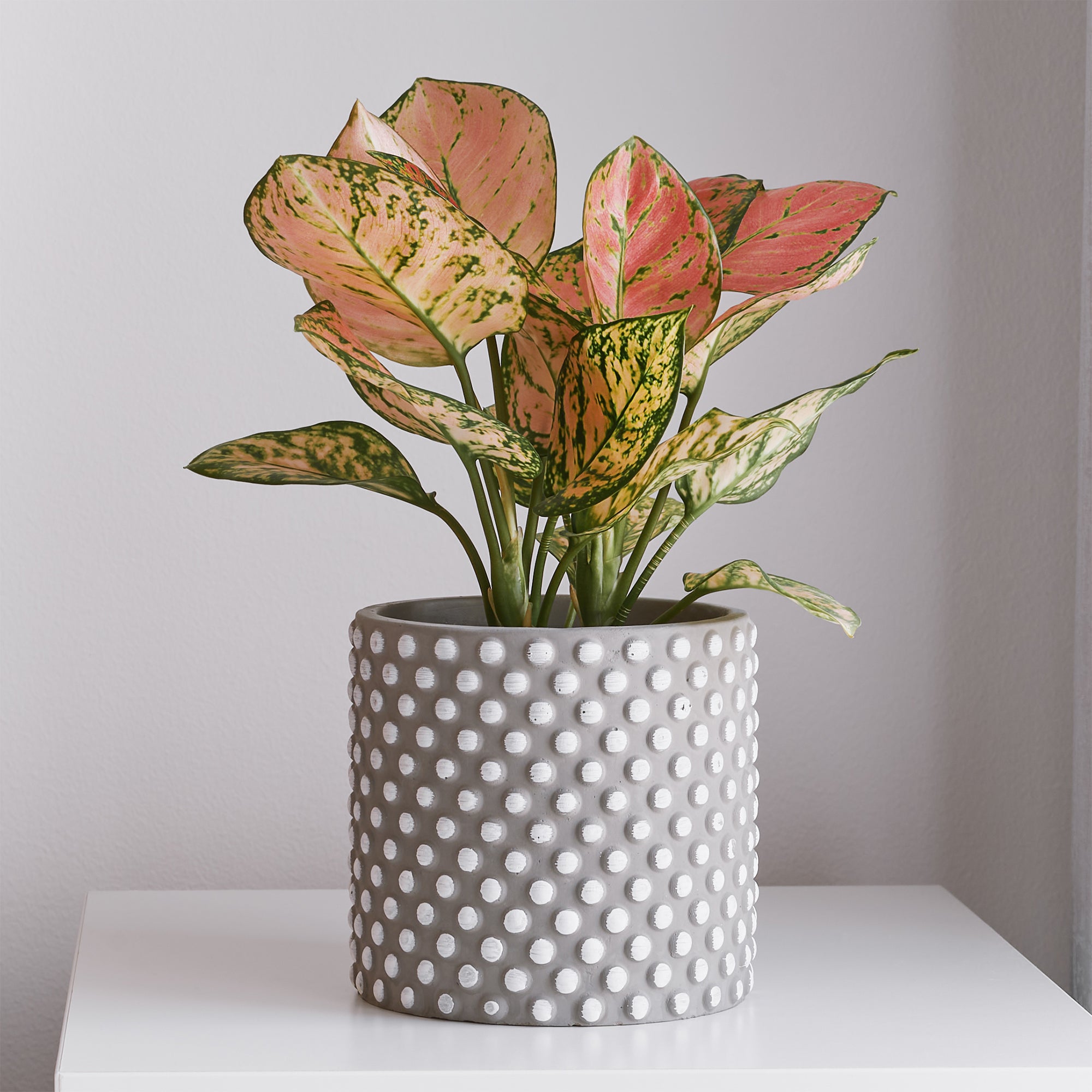 Bakker Pink Star aglaonema d’intérieur pot 12cm feuillage rose