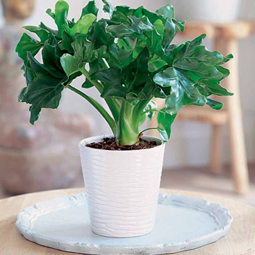 Bakker Philodendron Monstera Atom plante verte 2 pots Ø12cm