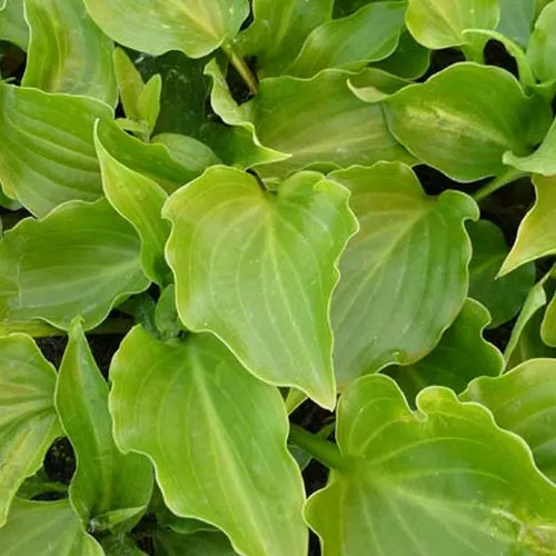 Bakker Hosta Invincible plante vivace pot 9cm ombre