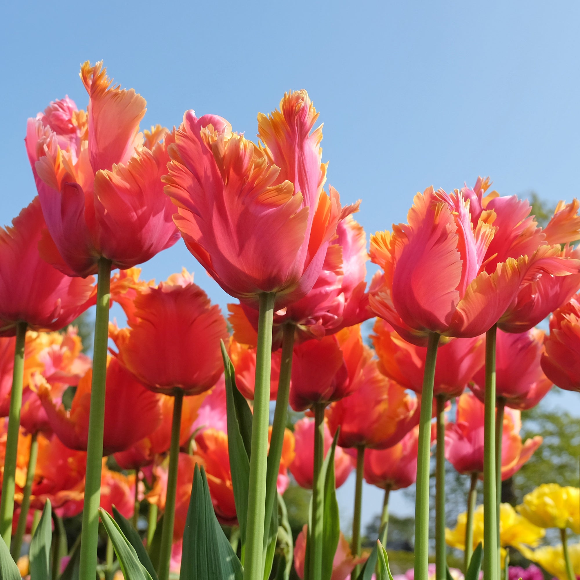 Bakker Tulipes perroquet Amazing Parrot sachet 7 bulbes roses