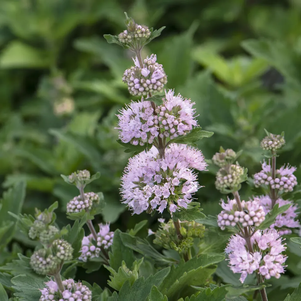 Bakker Caryopteris Stephi Rose arbuste pot 9cm floraison rose