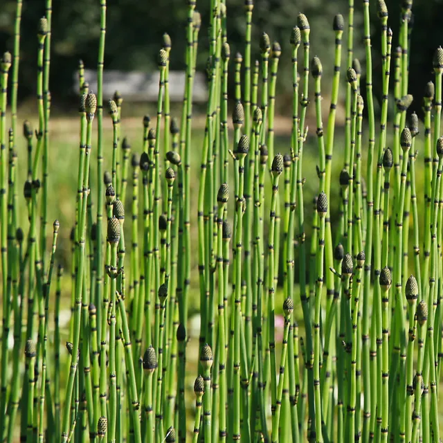 Bakker Prêle japonaise plante de bassin pot Ø 9cm berge