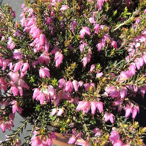 Bakker Bruyère Springwood Pink pot 8cm vivace rose