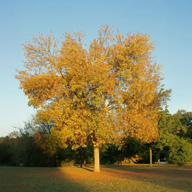 Bakker Fraxinus americana Skyline arbre pot 5L