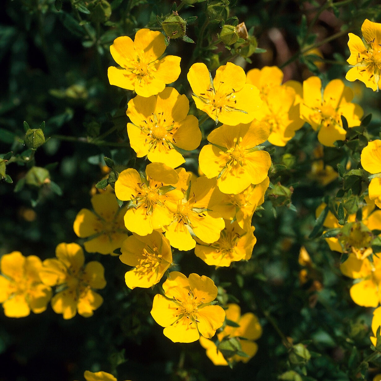 Bakker Potentille Goldfinger arbuste pot Ø 9 cm fleurs jaunes