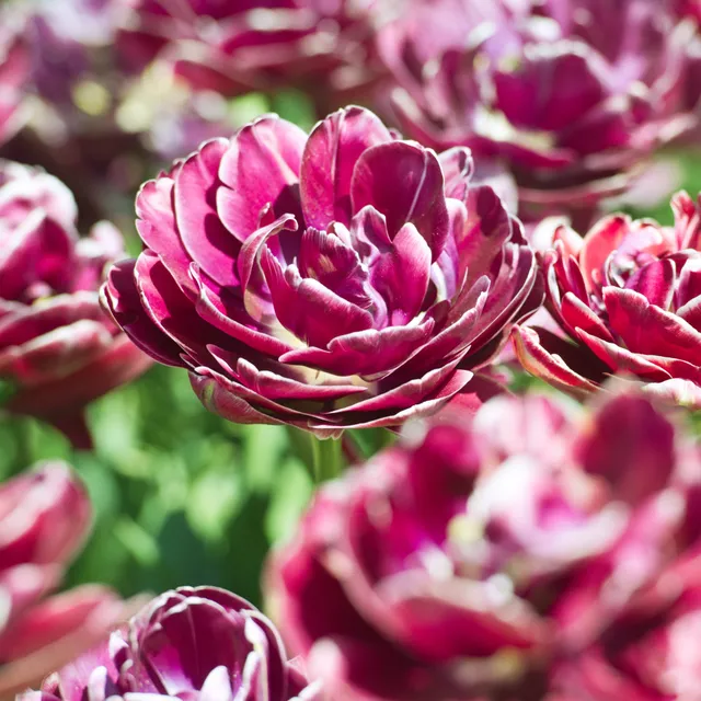 Bakker Tulipe Dream Touch bulbes sachet 7 roses pivoine