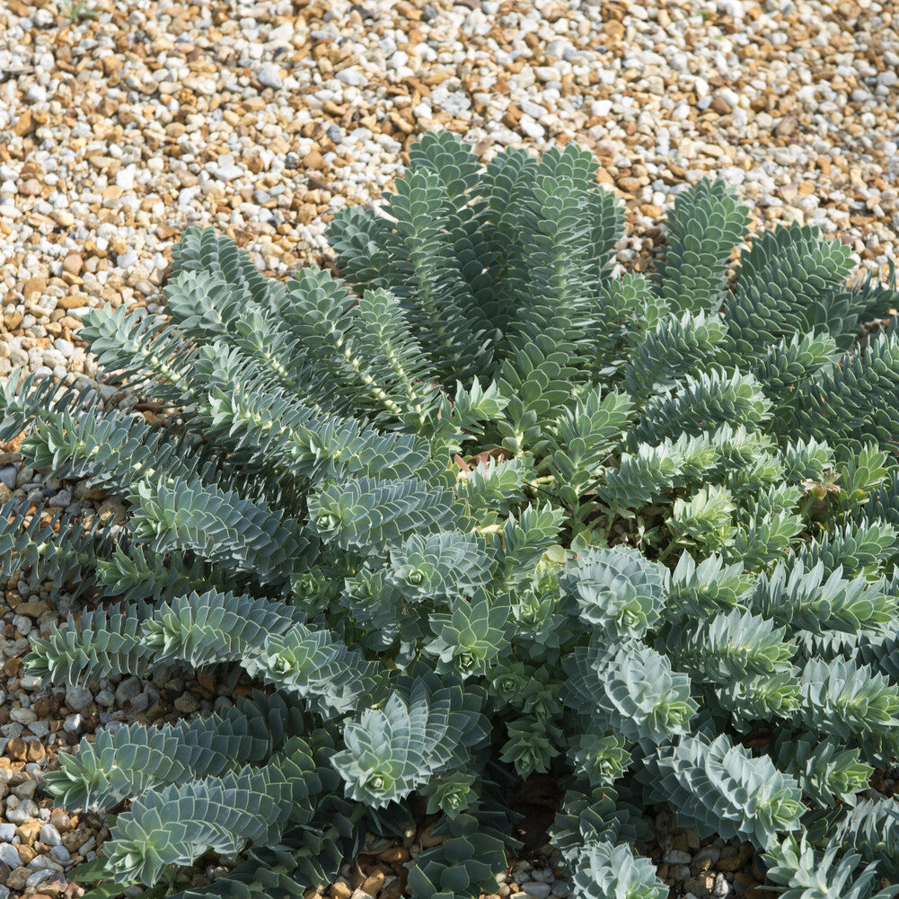 Bakker Euphorbe de Corse vivace pot feuillage persistant soleil