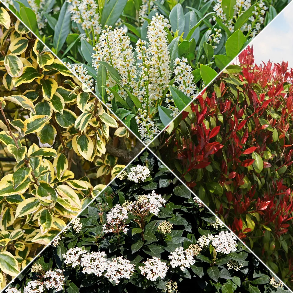 Bakker Collection Haie persistante 4 pots 9cm 20cm