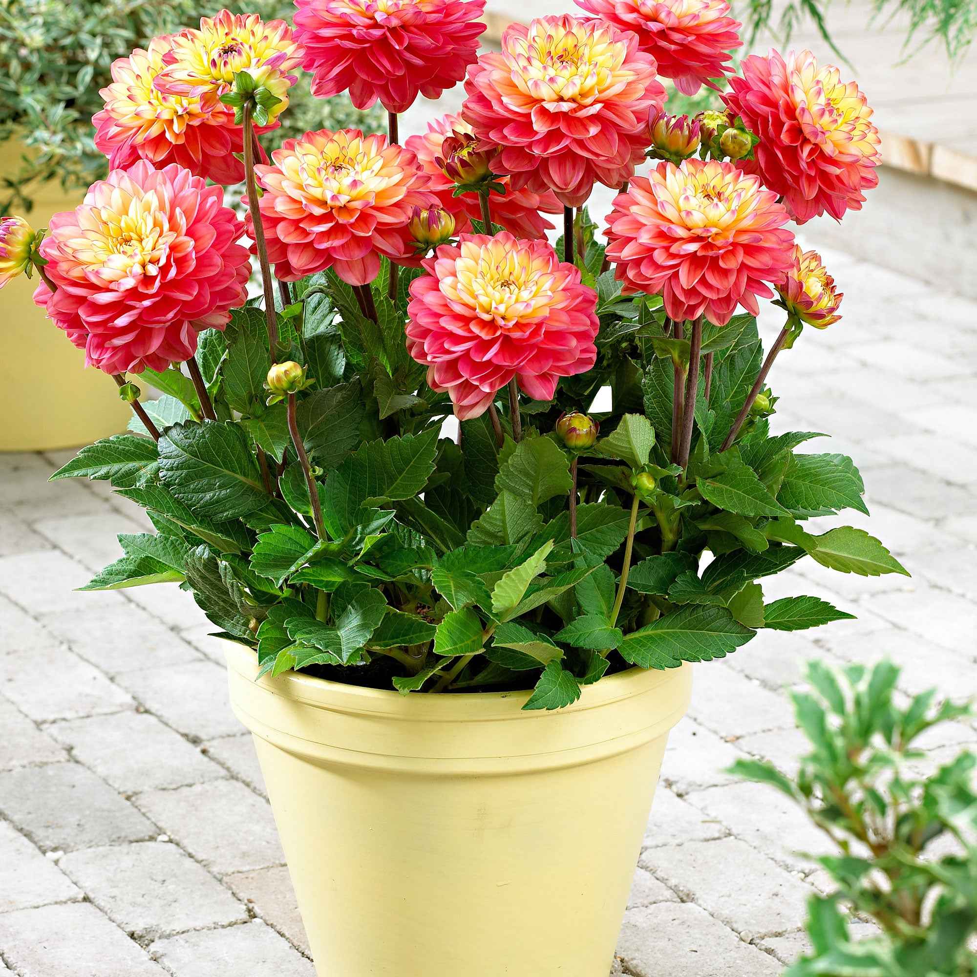 Bakker Melody Allegro dahlia 3 bulbes calibre I compact