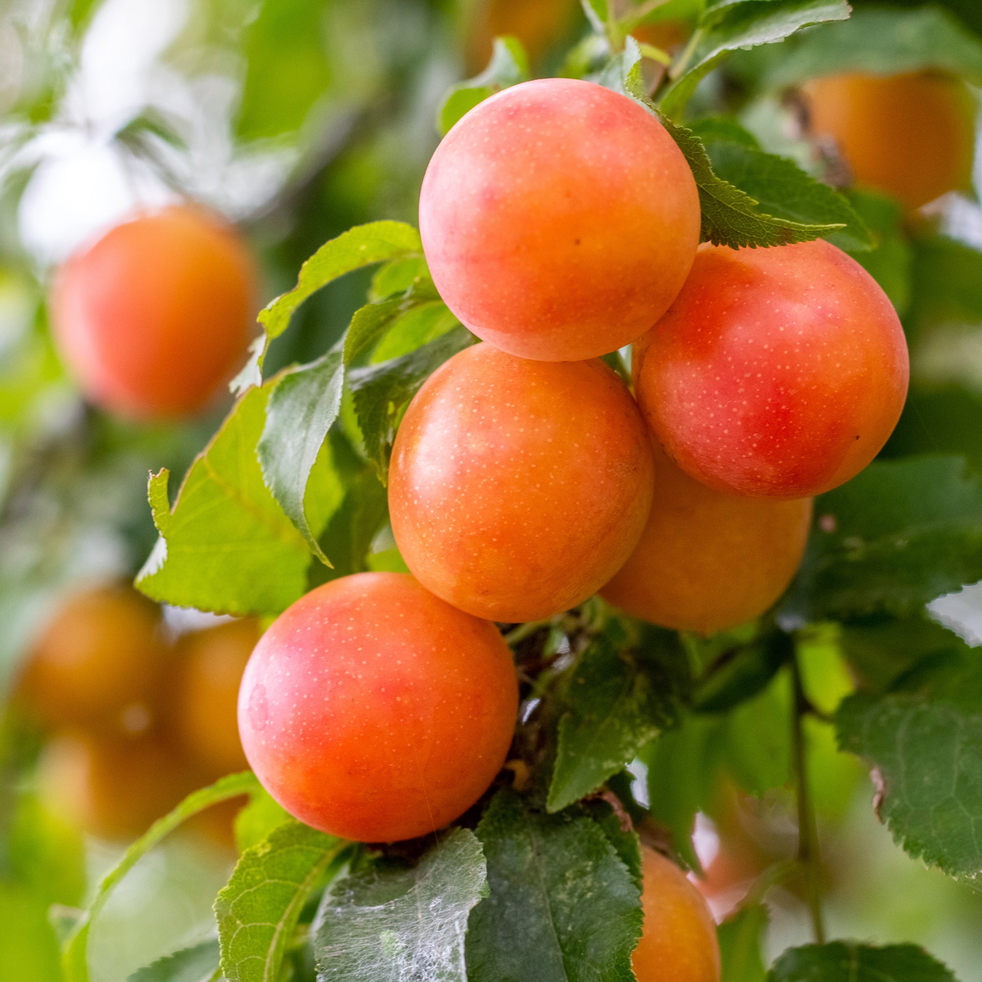 Bakker Prunier Aprimira fruitier pot 5L prune-abricot juillet