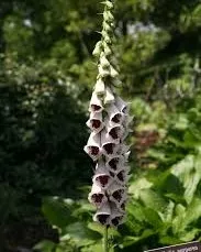 Passion Vivaces Digitalis purpurea Pam’s Choice vivace clochettes