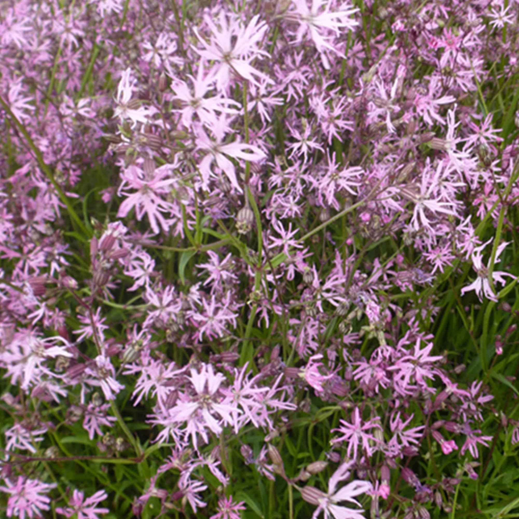 Bakker Lychnis flos-cuculi rose 3 pots Ø 9 cm