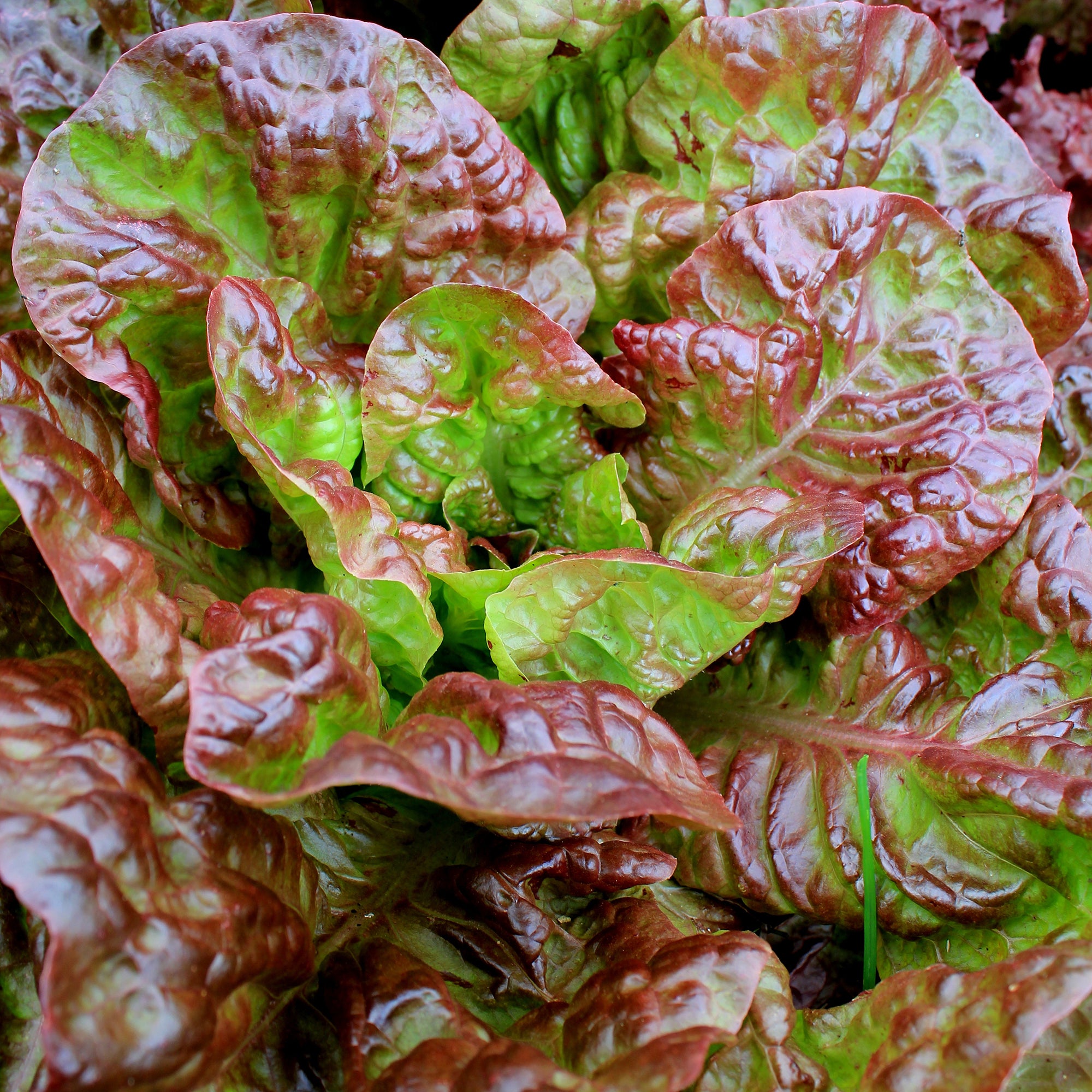 Bakker Laitue Batavia Rouge Bocado salade 6 mini mottes