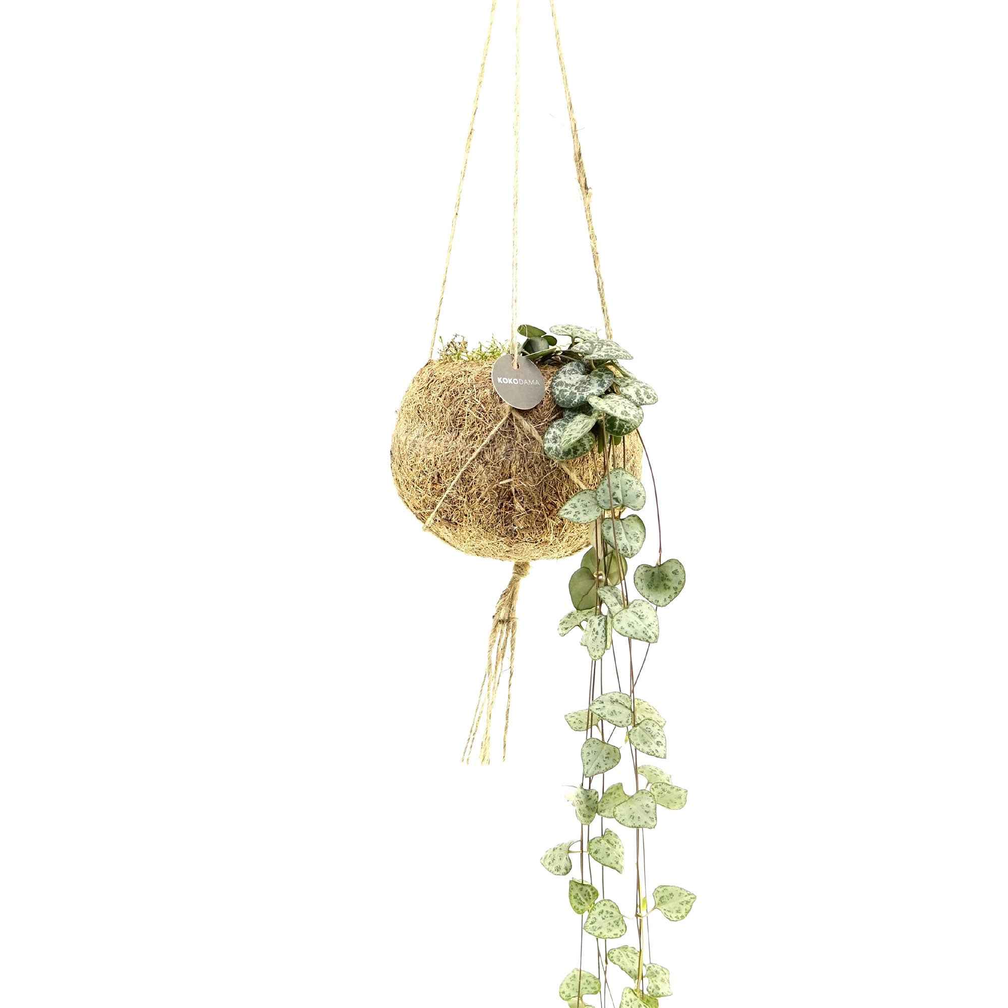 Bakker Ceropegia chaîne cœurs pot coco Ø12cm 20-30cm