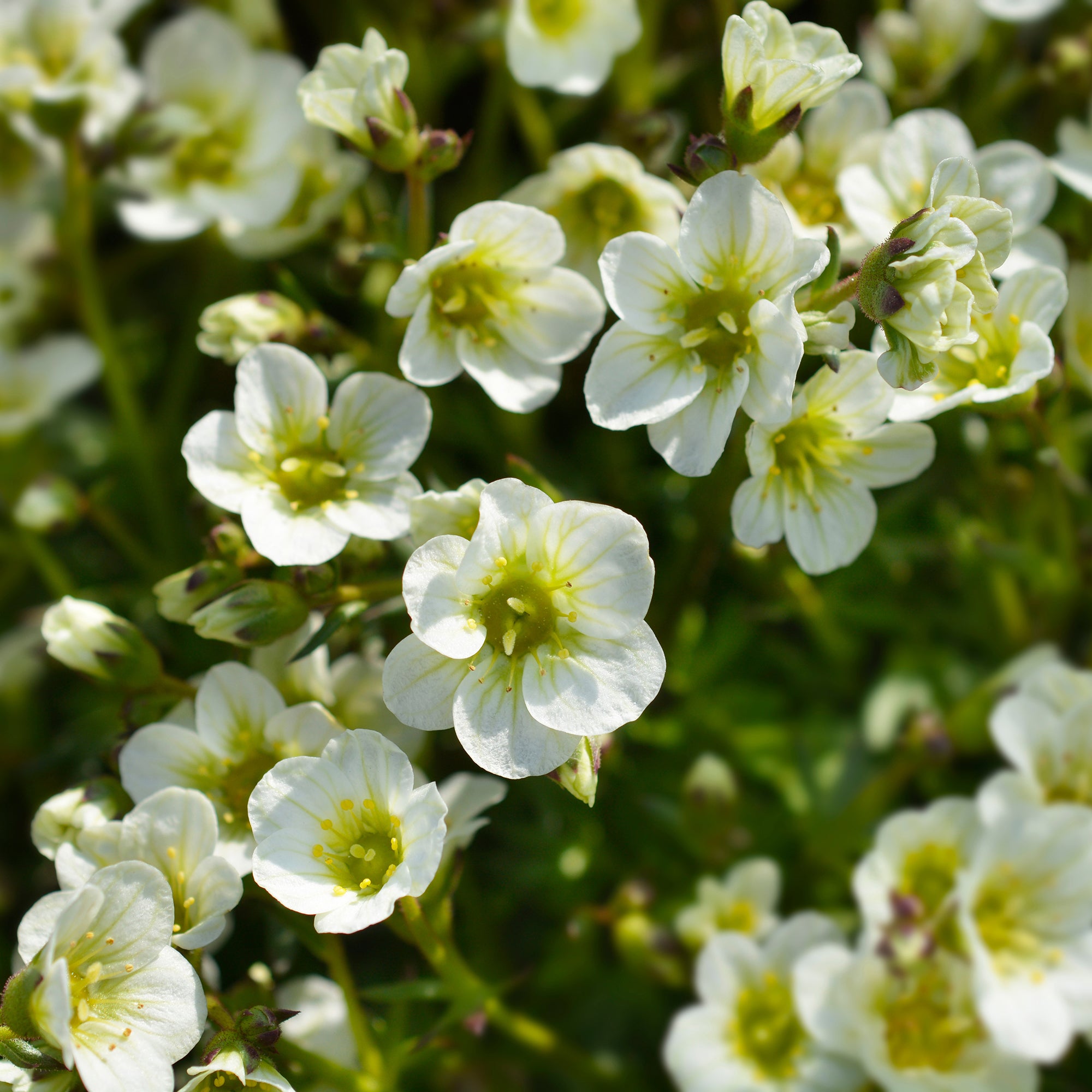 Bakker Plantes vivaces Saxifrage Pixie White pot 9cm blanc