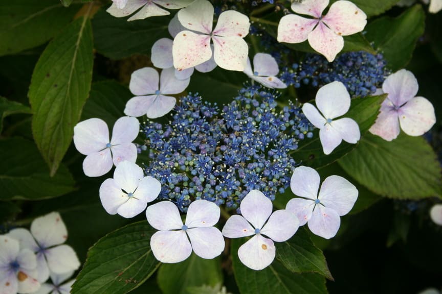 Les Hortensias du Haut Bois Hatsushimo hortensia fleurs plates