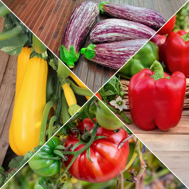 Bakker Potager et Graines Collection légumes du soleil 4 sachets graines