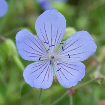 Passion Vivaces Geranium Blue Cloud géranium pot bleu ciel