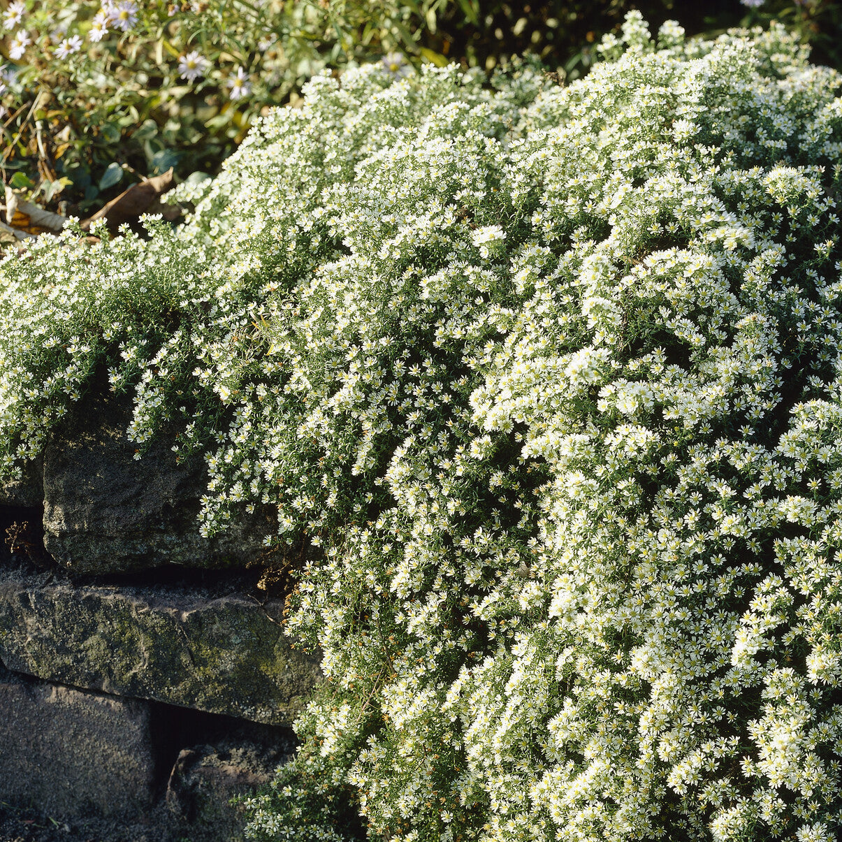 Bakker Plantes vivaces Aster éricoïde Snowflurry fleur blanche pot