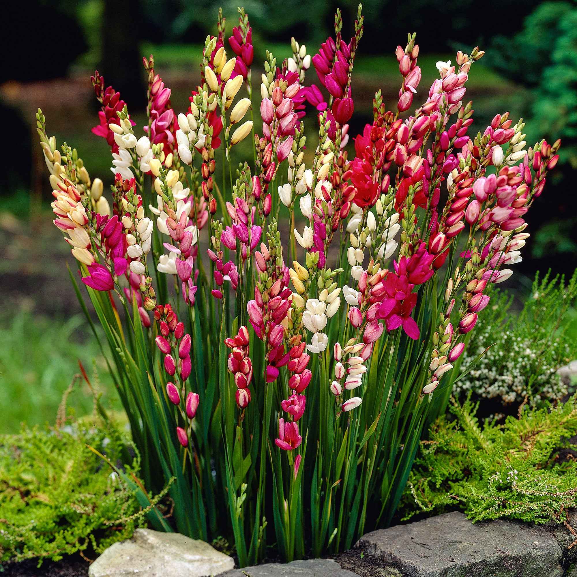 Bakker Ixias en mélange bulbes 15 bulbes multicolore soleil