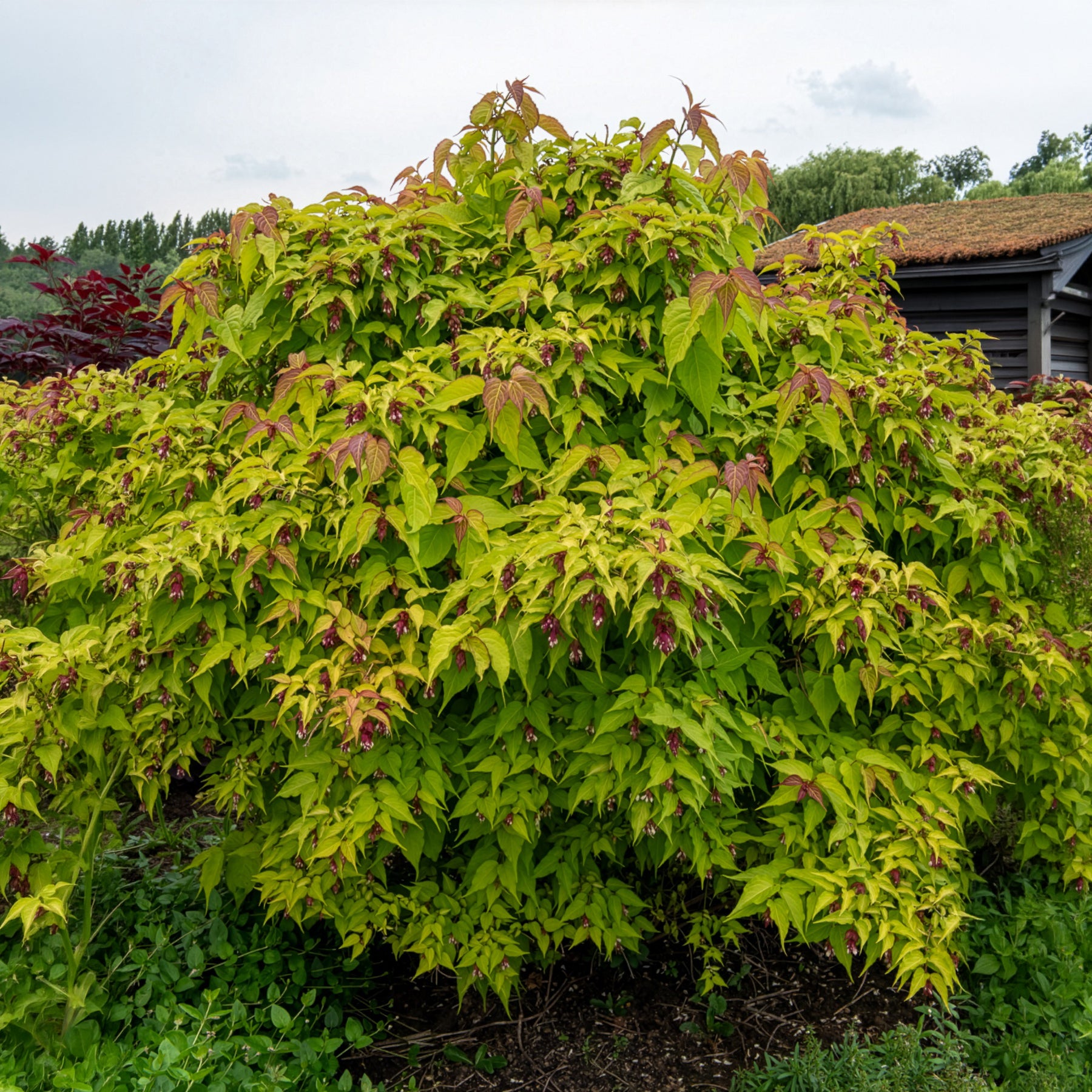 Bakker Arbre aux faisans Golden Lanterns arbuste pot 4,5L