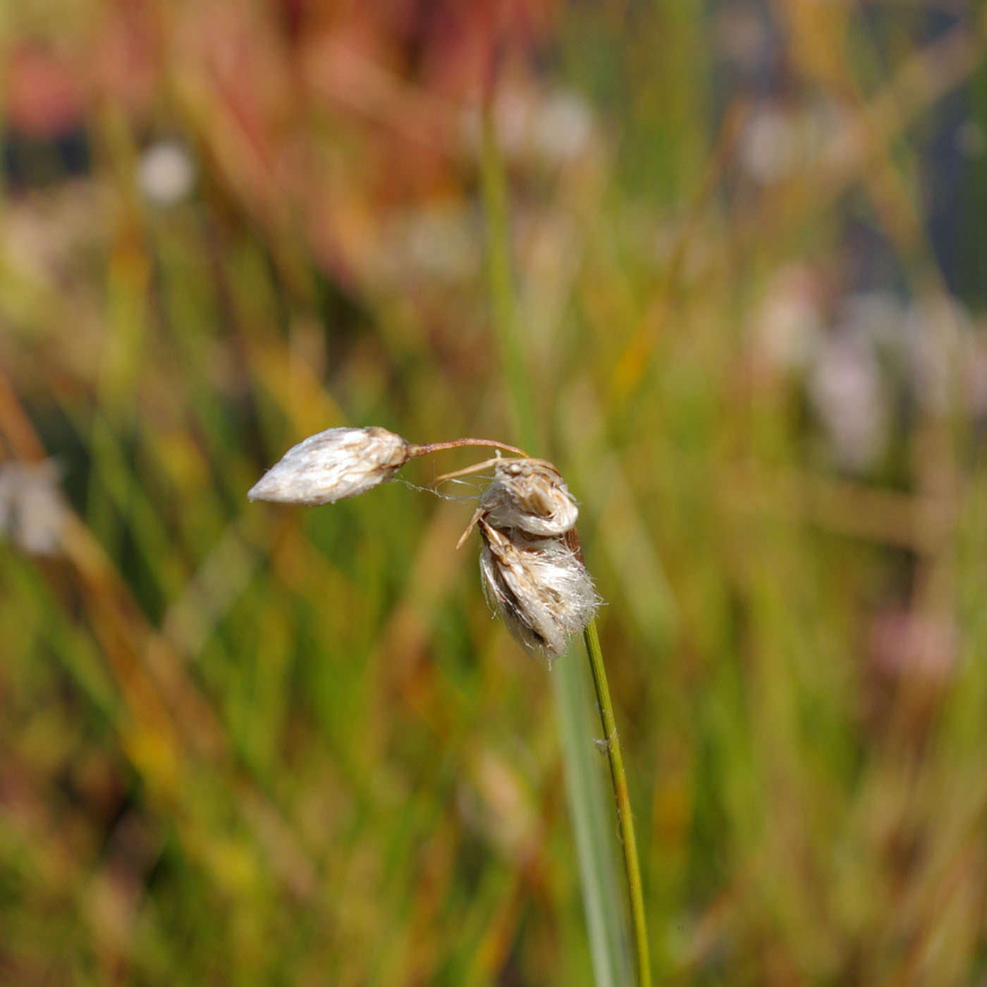 Carniflore Eriophorum vaginatum plante tourbière racines nues