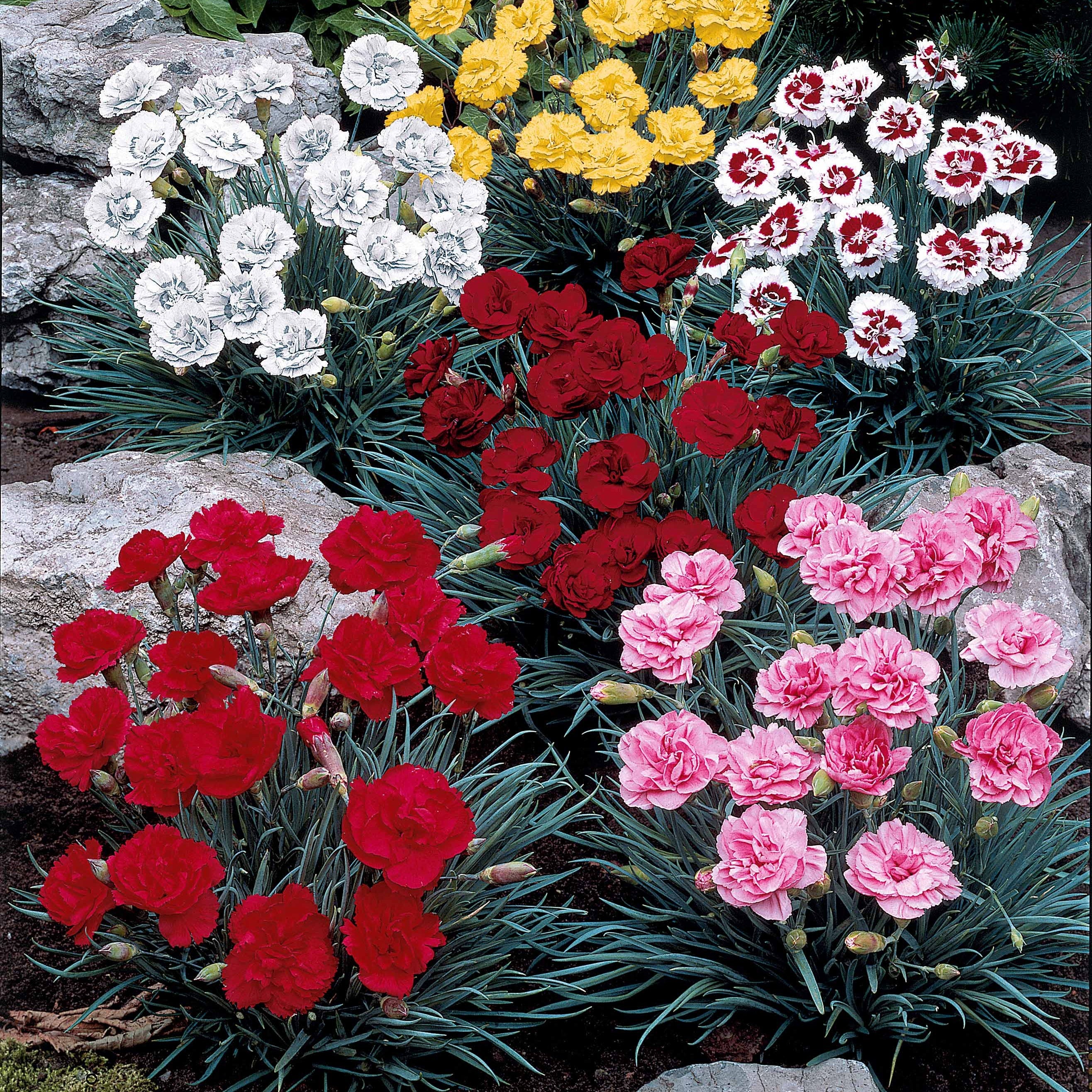 Bakker Terrasse 6 Oeillets mélange pots parfumés
