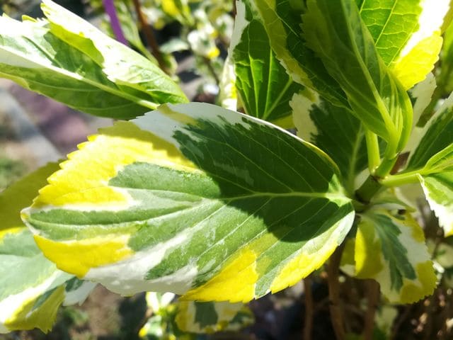 Les Hortensias du Haut Bois Lemon Wave hortensia panaché godet