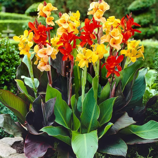 Bakker Cannas bordure mélange bulbes sachet 4 calibre I