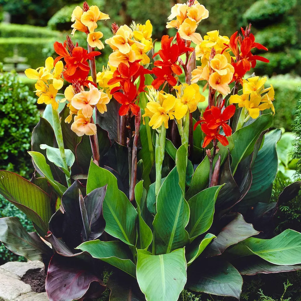Bakker Cannas bordure mélange bulbes sachet 4 calibre I